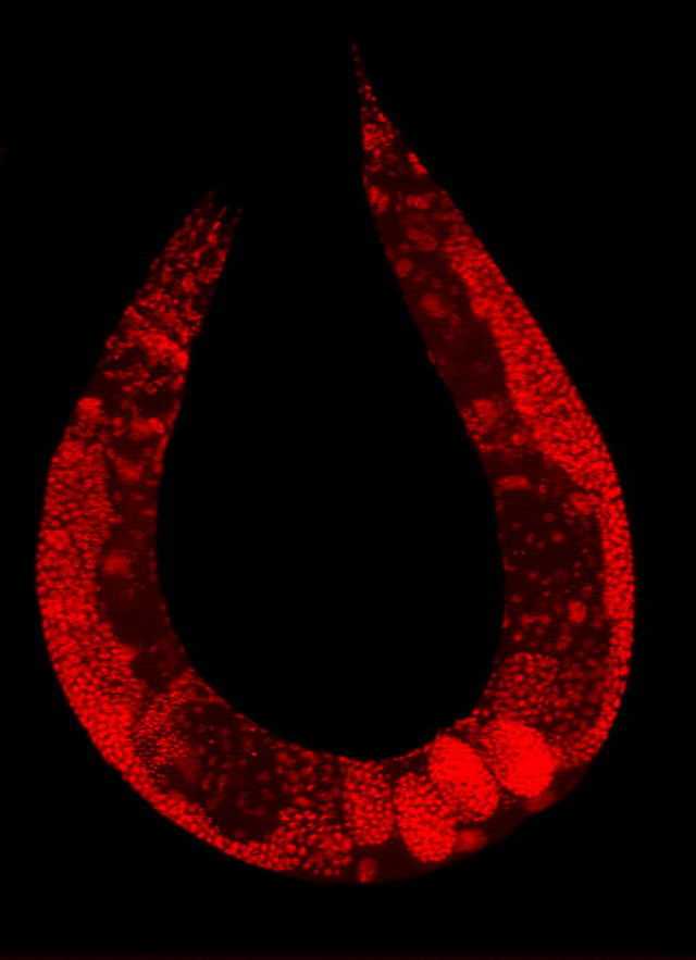 C. elegans rot eingefärbt