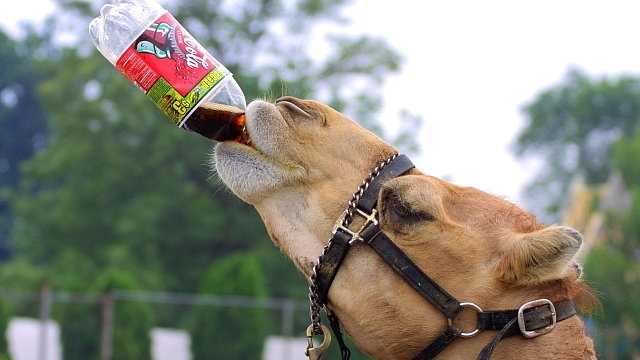 Kamel trinkt aus Plastikflasche