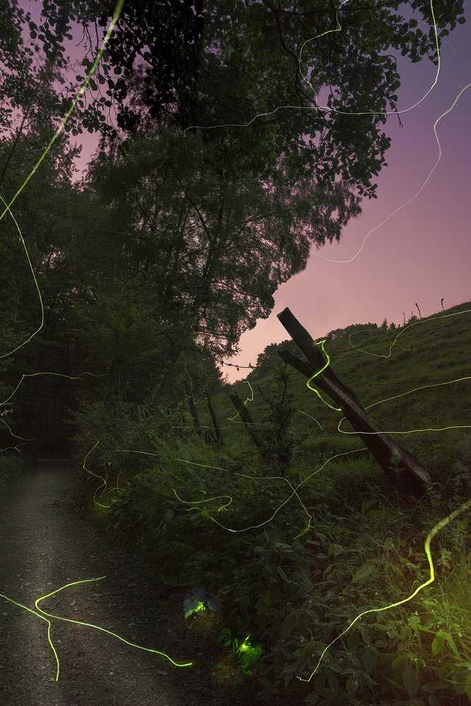 Wege der Glühwürmchen