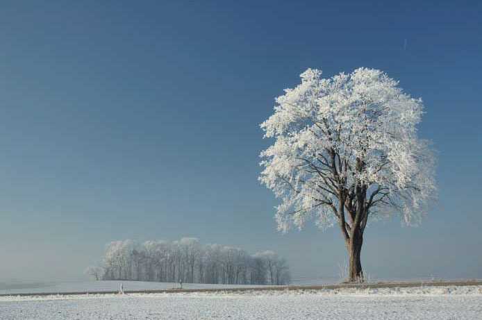 Kalte Schönheit: An einem eisigen Wintermorgen im Freisinger Moos tragen die Bäume fotogenen Raureif. <br />
<br />
Nikon D70 mit AF-S-Nikkor 3.5-4.5/18-70 mm  40 mm  ISO unbekannt  f/9.0  1/200 s  Polfilter