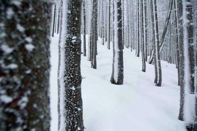 Winter am Jochberg in Oberbayern: Der Wind hat den Schnee an der Wetterseite gegen die Baumstämme geweht. <br />
<br />
Nikon D70 mit AF-S-Nikkor 3.5-4.5/18-70 mm  27 mm  ISO 200  f/5.0  1/100 s