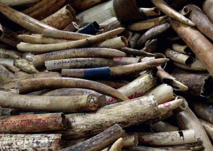 Der Handel mit Elfenbein aus illegalen Quellen bedroht zahlreiche Elefantenpopulationen.
