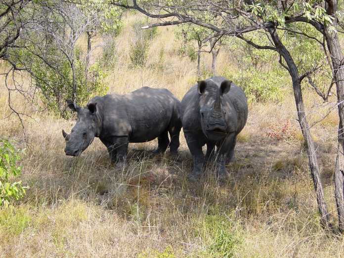 2013 wurden alleine in Südafrika über 1.000 Nashörner getötet.