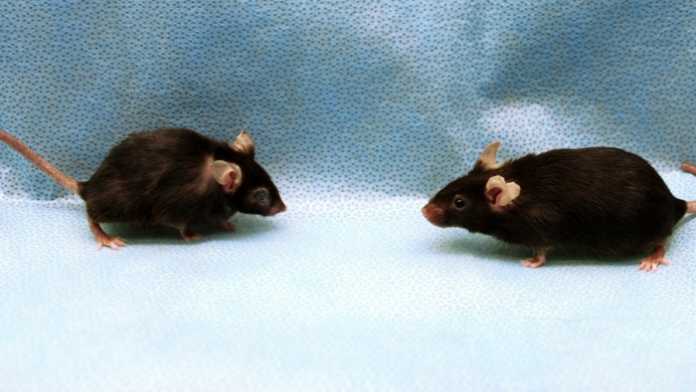 Studie: Entfernung inaktiver Zellen verlängert bei Mäusen das Leben