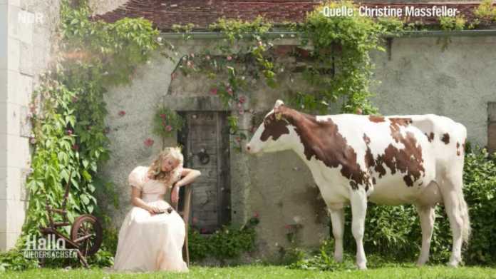 Kühe als Modell