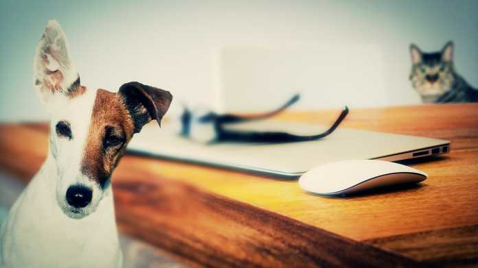 Hund und Katze am Schreibtisch
