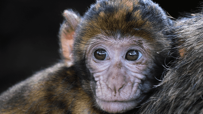 Tierversuche: VW, BMW und Daimler missbrauchen Affen für Diesel-Abgastests