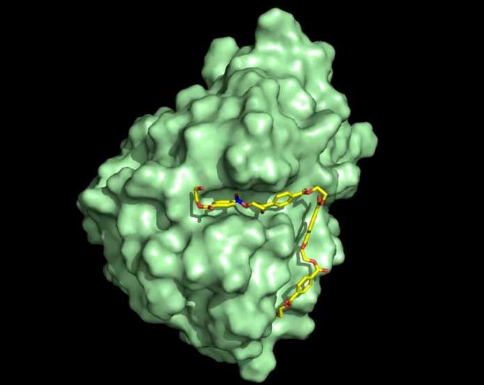 Am 3D-Molekülmodell entwickeln die Wissenschaftler eine Vorstellung davon, wie das PET-Enzym (grün) eine PET-Polymerkette bindet und aufspaltet.