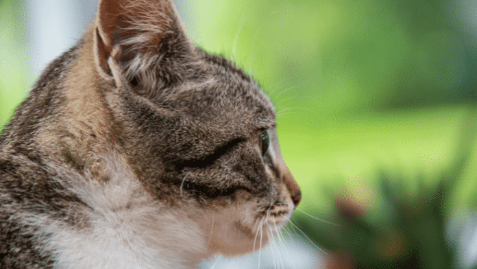 Gentechnik: Allergiefreie Katzen brauchen noch