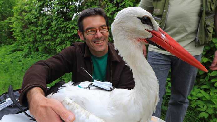 Martin Wikelski, Direktor des Max-Planck-Instituts für Ornithologie, stattet einen Projektmitarbeiter mit Sensor aus.