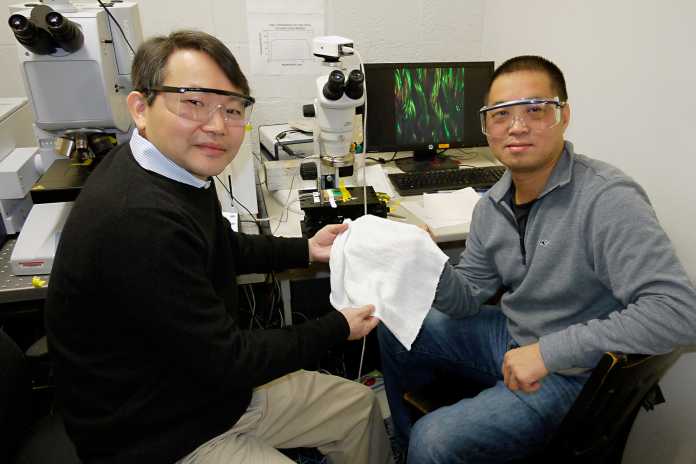 Professor für Chemie und Biochemie an der Universität von Maryland YuHuang Wang (links) and Physik Professor Min Ouyang halten ein Stück ihres neu entwickelten Stoffes. Er passt sich automatisch an die Körperwärme seines Trägers an.