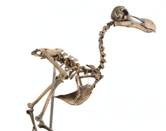 Ein Dodo-Skelett