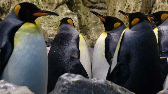 Pinguine, Linux