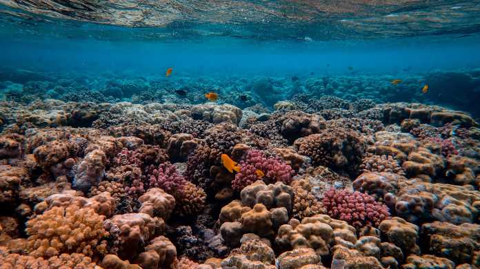 Mit Schall Korallenriffe heilen