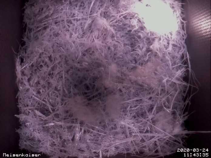 Deutlich ist der Federflaum als bislang oberste Schicht im Nest zu sehen.