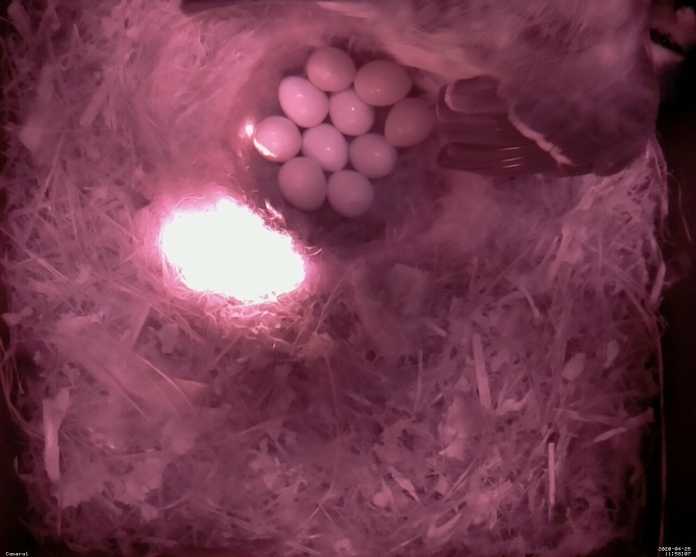 11:58 Uhr: Alle zehn Eier liegen friedlich im Nest