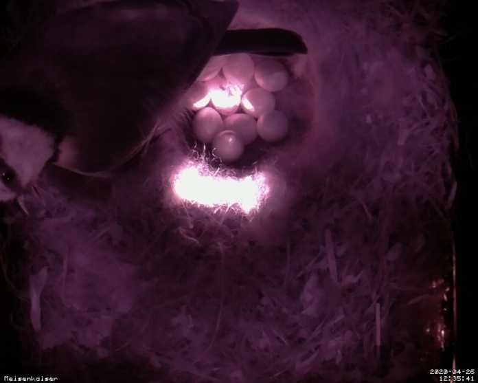 12:35 Uhr: Da liegt eine halbe Eierschale im Nest und etwas bewegt sich. Faru Meisenkaiser ist sehr nervös.