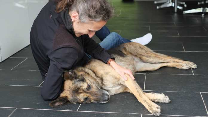 Hund und Katze: Glücklich zu Hause