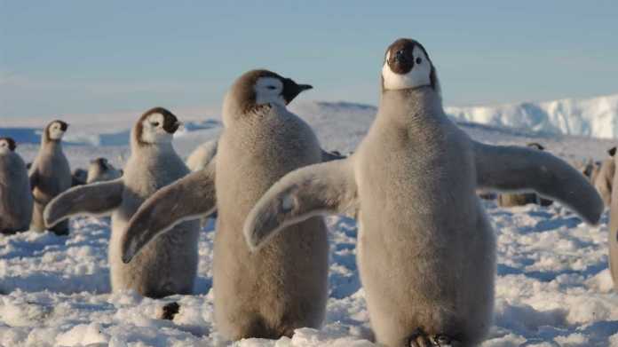 Linux 5.8: Bislang größtes Update des Kernels erschienen