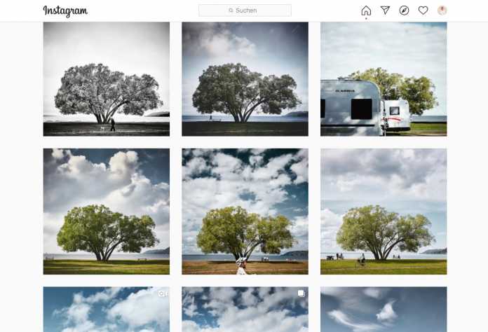 Der Fotograf Patrik Svedberg fotografierte seinen Lieblingsbaum immer wieder – bei Instagram wurde er berühmt. Doch der Baum wurde Opfer seiner Popularität.