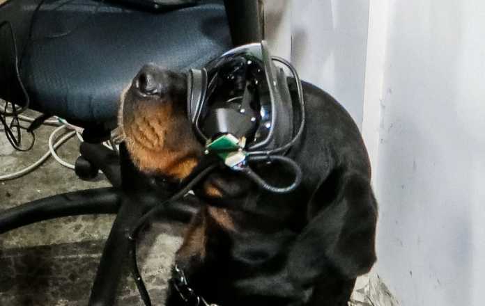 Die AR-Brillen sollen an den Hund individuelle angepasst werden. Das Tragen von Schutzbrillen sind sie bereits gewohnt.