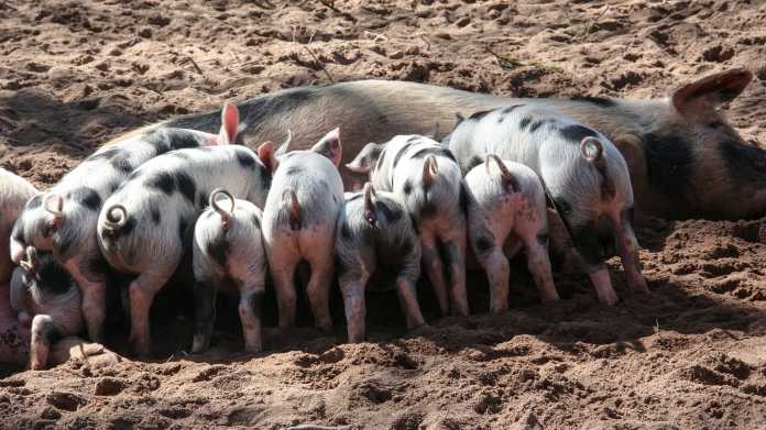 Ferkel, Schweine