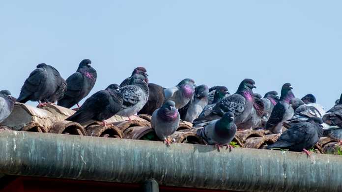 Group,Of,Pigeons,On,The,Roof, Tauben, Taube, Stadttaube, Dach