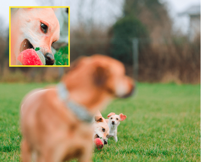 Die Canon EOS R3 schafft es, unser Hundemotiv auch zwischen den anderen Hunden gut zu verfolgen. Dennoch gelang dies nicht immer., 