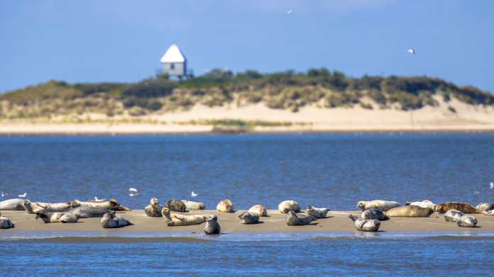 Wattenmeer mit Seehunden auf Sandbank