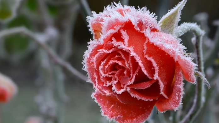 Rose,Blossom,In,Autumn,After,A,Night,Frost