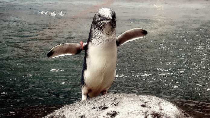 Pinguin, gerade aus dem Wasser auf einen Felsen gehüpft, streckt seine Flügel aus