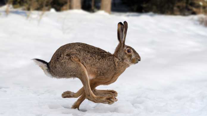 Hare,Running,In,The,Winter,Forest