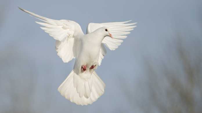 White,Dove,Flies,Beautifully,On,A,Sunny,Day,,Wildlife