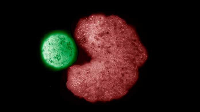 Der mit Künstlicher Intelligenz auf die optimale Form getrimmte Eltern-Bot (rot) hat Stammzellen zu einem kugeligen Bot-Kind geformt (grün)., Douglas Blackiston und Sam Kriegman