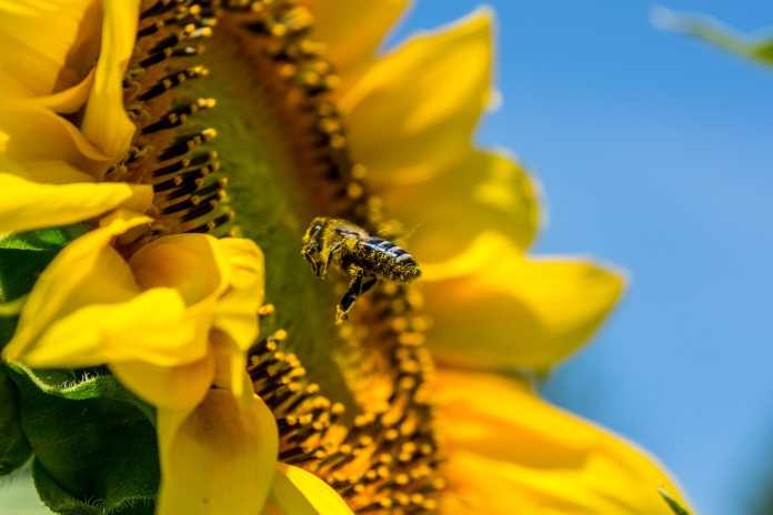 Eine Biene fliegt auf eine Sonnenblume zu