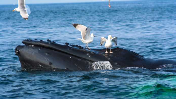 Wal und Vögel an Meeresoberfläche