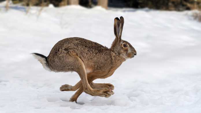 Hare,Running,In,The,Winter,Forest