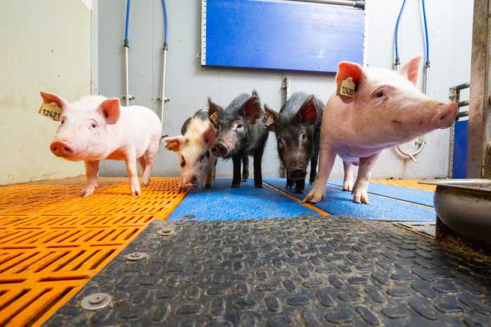 Auckland-Island-Schweine sind eine besonders kleine Schweinerasse, die in München derzeit genetisch für Xenotransplantationen angepasst wird., Eckhard Wolf