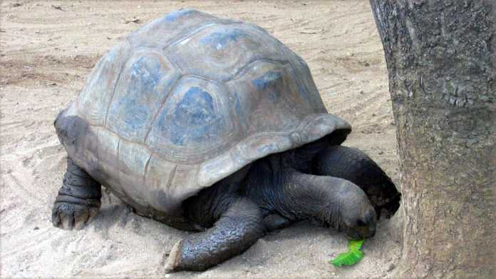 Eine Schildkröte steht vor einem Baum und knabbert an einem auf dem Boden liegenden grünen Blatt.