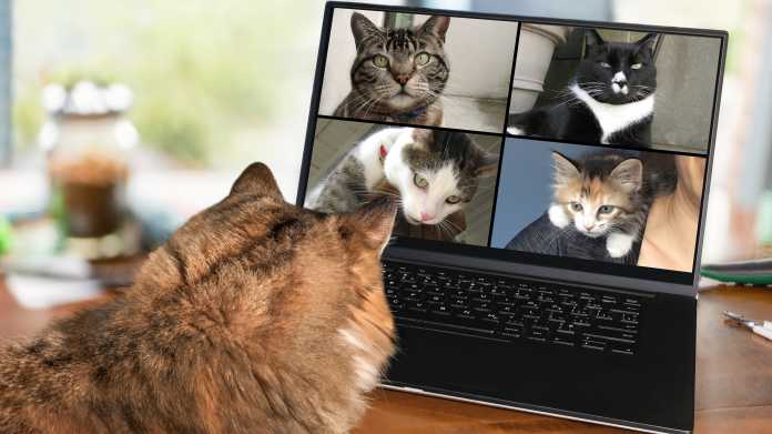 Back,View,Of,Cat,Talking,To,Cat,Friends,In,Video