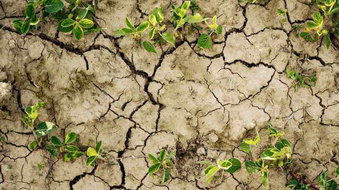 Trockene Felder – ein Anblick, der sich für Landwirte wohl häufen wird. , Shutterstock / Oksana Klymenko
