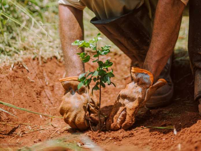 Wo die aus Suchanzeigen gewonnenen Ecosia-Erlöse das Pflanzen von Bäumen finanzieren, zeigt die Website der Suchmaschine ecosia.org., Shane Thomas McMillan