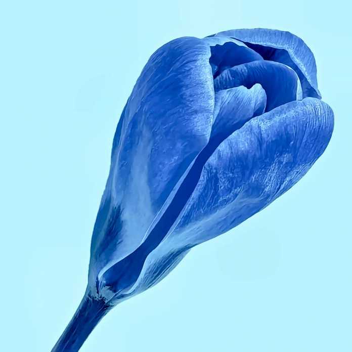 blauer Krokus