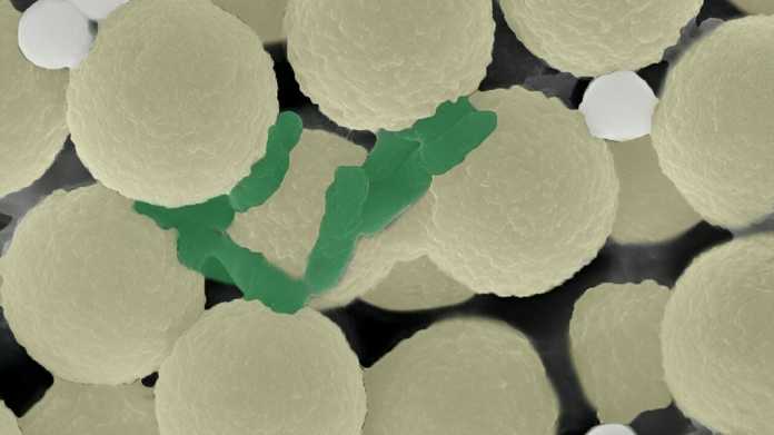 Mikroroboter fangen Mikroplastik und Bakterien ein.