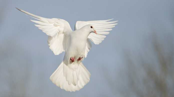 White,Dove,Flies,Beautifully,On,A,Sunny,Day,,Wildlife