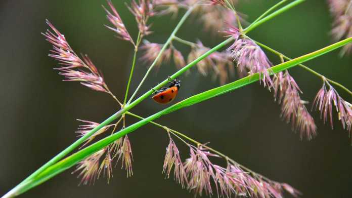 Bild mit Pflanze und Marienkäfer, der auf einem Halm klettert
