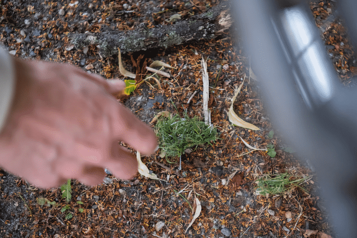 Artificial turf fibers that have spread throughout the Tiergarten