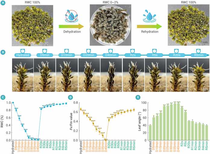 Graphic representation with images of the condition of the moss during the drying process
