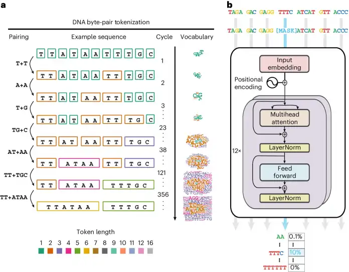 Insights into the creation of the DNA dictionary