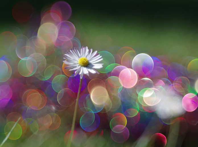 Gänseblümchen und buntes Bokeh